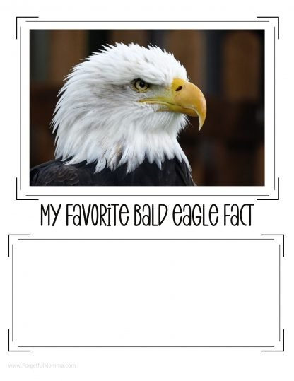 all about the bald eagle - samples