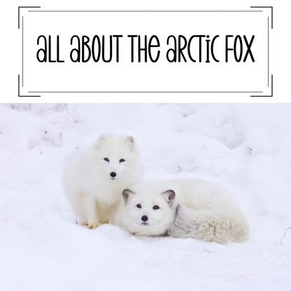All About the Arctic Fox-printable cover