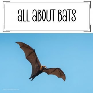 Bat Facts for Kids