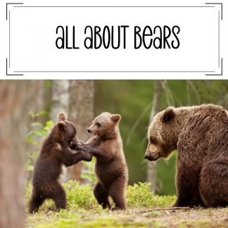 all about bears for Kids
