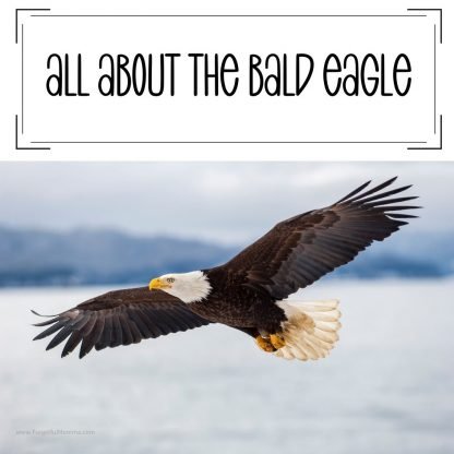 all about the bald eagle